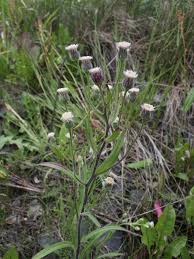 Attēlu rezultāti vaicājumam “Erigeron acris flower”