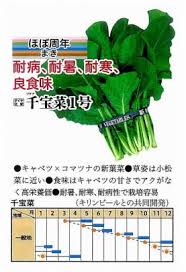 「珍宝菜」の画像検索結果