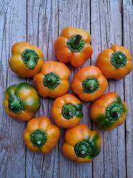 Afbeeldingsresultaat voor topepo giallo sweet pepper