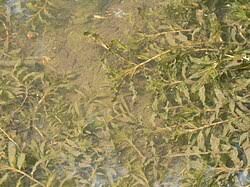 Attēlu rezultāti vaicājumam “Potamogeton trichoides leaf”