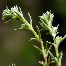 Attēlu rezultāti vaicājumam “Scleranthus annuus flower”