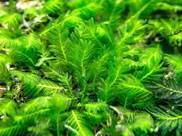 Attēlu rezultāti vaicājumam “Fissidens arnoldii”