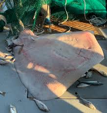 Image result for Bathytoshia centroura