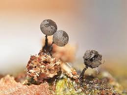 Attēlu rezultāti vaicājumam “Stemonitopsis subcaespitosa macro”