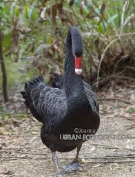 Attēlu rezultāti vaicājumam “Cygnus atratus”