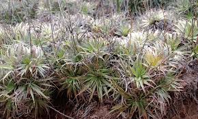 Attēlu rezultāti vaicājumam “Perichaena depressa sessile”