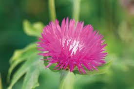 Attēlu rezultāti vaicājumam “Centaurea”