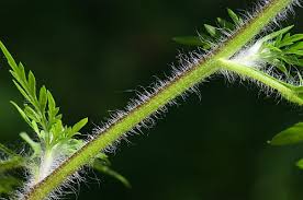 Attēlu rezultāti vaicājumam “Ambrosia artemisiifolia fruit”