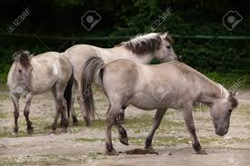 Attēlu rezultāti vaicājumam “Equus ferus caballus”