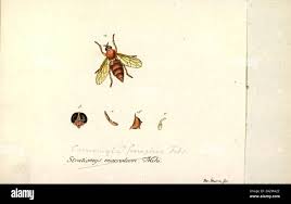 Attēlu rezultāti vaicājumam “Xylophagidae”