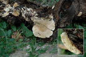 Attēlu rezultāti vaicājumam “Trametes hirsuta”