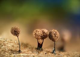 Attēlu rezultāti vaicājumam “Comatricha sp.”