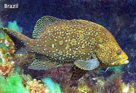 Image result for Dermatolepis inermis