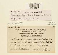 Attēlu rezultāti vaicājumam “Puccinia sessilis”