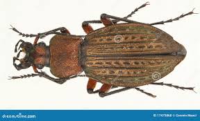 Attēlu rezultāti vaicājumam “Carabus cancellatus”