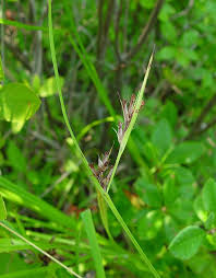 Attēlu rezultāti vaicājumam “Trichia varia sessile”