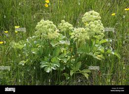 Image result for Angelica silvestris