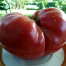 Afbeeldingsresultaat voor stump of the world tomato