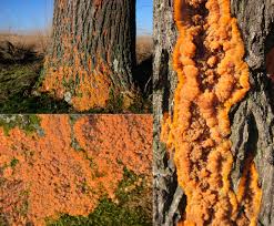 Attēlu rezultāti vaicājumam “Phlebia radiata”