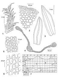 Attēlu rezultāti vaicājumam “Cinclidotus danubicus”