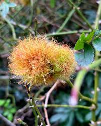 Attēlu rezultāti vaicājumam “Diplolepis rosae”