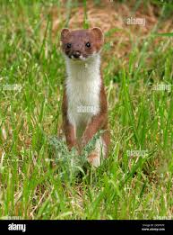 Attēlu rezultāti vaicājumam “Mustela erminea adult”