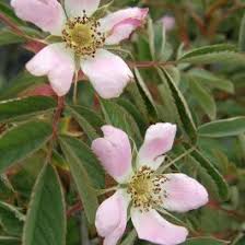 Attēlu rezultāti vaicājumam “Rosa villosa fruit”