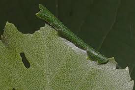 Attēlu rezultāti vaicājumam “Semioscopis avellanella”