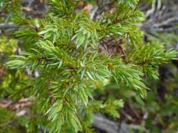 Attēlu rezultāti vaicājumam “Juniperus communis”