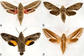 Image result for hawk moth