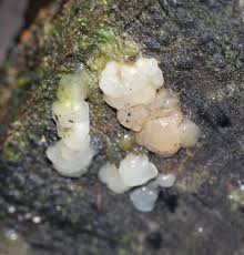 Attēlu rezultāti vaicājumam “Exidia thuretiana”