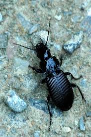 Attēlu rezultāti vaicājumam “Pterostichus sp.”