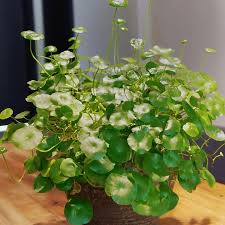 Attēlu rezultāti vaicājumam “Hydrocotyle vulgaris flower”