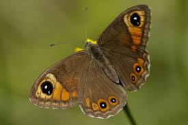 Attēlu rezultāti vaicājumam “Lasiommata maera upperside”