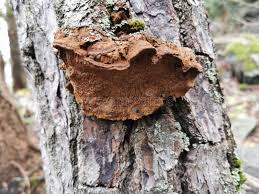 Attēlu rezultāti vaicājumam “Phellinus chrysoloma”