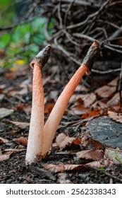 Attēlu rezultāti vaicājumam “Mutinus caninus”