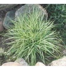 Attēlu rezultāti vaicājumam “Carex ornithopoda”