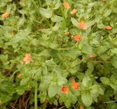 Image result for Anagallis arvensis