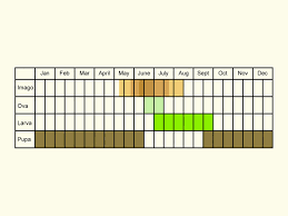 Attēlu rezultāti vaicājumam “Eupithecia subumbrata larva”