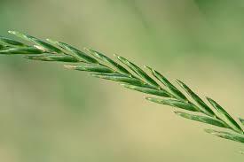 Attēlu rezultāti vaicājumam “Elytrigia repens subsp. arenosa”