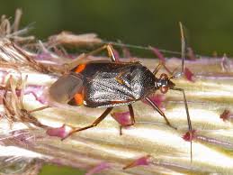 Attēlu rezultāti vaicājumam “Deraeocoris ruber”