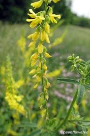 Attēlu rezultāti vaicājumam “Melilotus wolgicus flower”