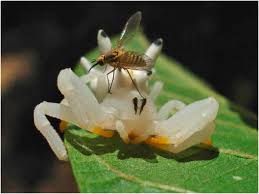 Image result for crab spider