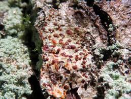 Attēlu rezultāti vaicājumam “Arthonia vinosa”