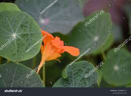 Attēlu rezultāti vaicājumam “Tropaeolum majus flower”