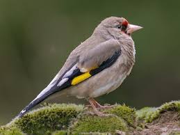 Attēlu rezultāti vaicājumam “Carduelis carduelis adult”