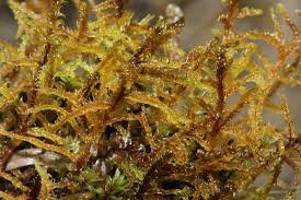 Attēlu rezultāti vaicājumam “Breidleria pratensis”