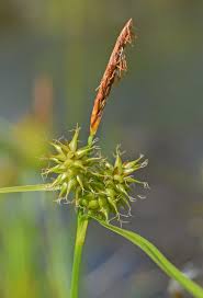 Attēlu rezultāti vaicājumam “Carex globularis flower”