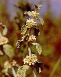 Image result for Marrubium vulgare