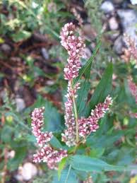 Attēlu rezultāti vaicājumam “Persicaria maculosa leaf”